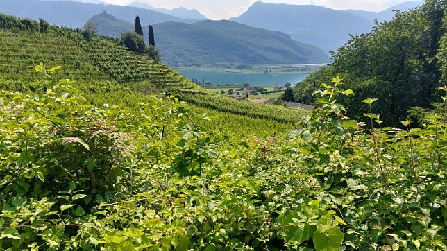 Bild: S&uuml;dtirol, frei von Windr&auml;dern