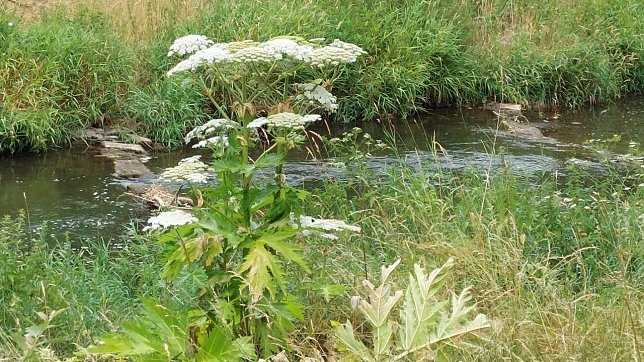 Bild: Riesenb&auml;renklau an der Zorge in voller Bl&uuml;te
