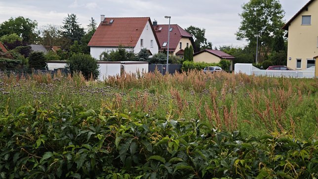 Bild: Die Disteln "stehen gut"