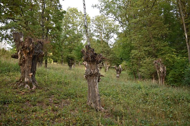 Bild: Totgeschneitelt: Abgestorbene "Schneitelbuchen" bei Krimderode im Naturschutzgebiet R&uuml;digsdorfer Schweiz (2021).