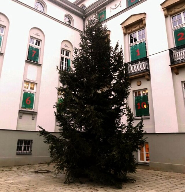 Bild: Der gr&ouml;&szlig;te st&auml;dtische Weihnachtsbaum in Nordhausen steht am Theater