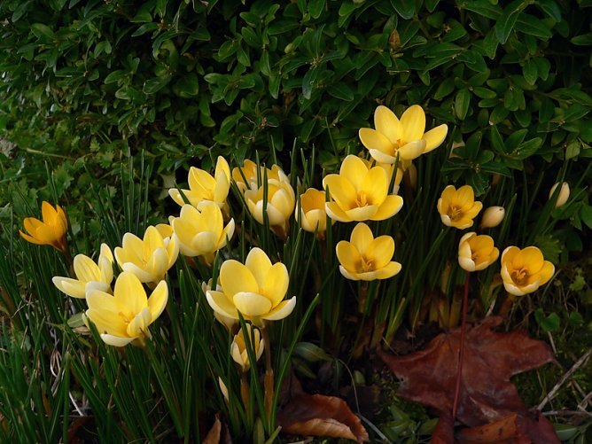 Krokusse (Foto: privat) Krokusse (Foto: privat)