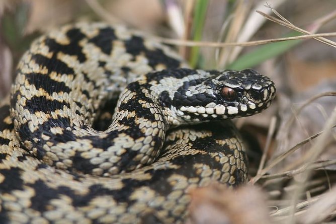 Kreuzotter (Foto: Hendrik Birk)