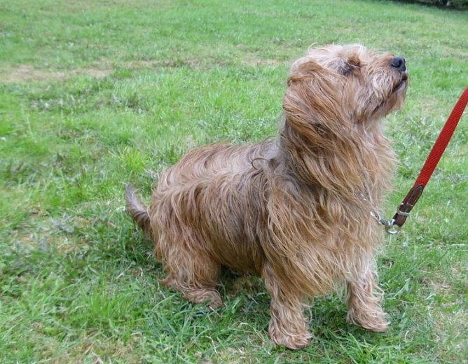 tobi (Foto: tierheim) tobi (Foto: tierheim)