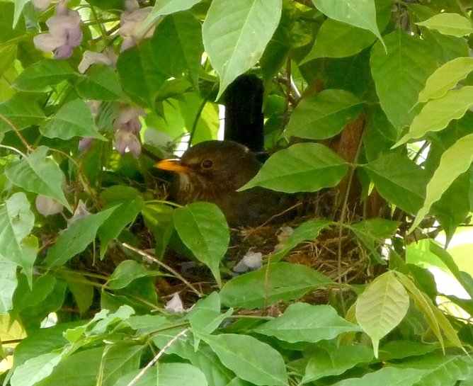 Amsel beim Br&uuml;ten (Foto: nnz)