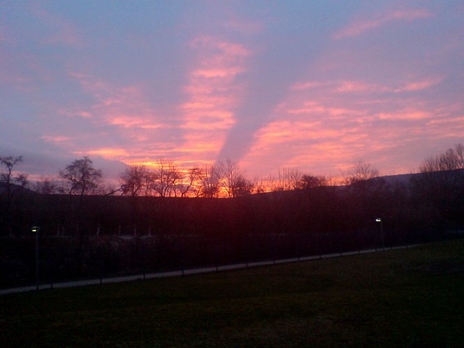 Aufgegangen (Foto: Hentrich)