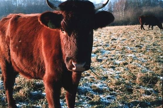 Harzer H&ouml;henvieh (Foto: privat)