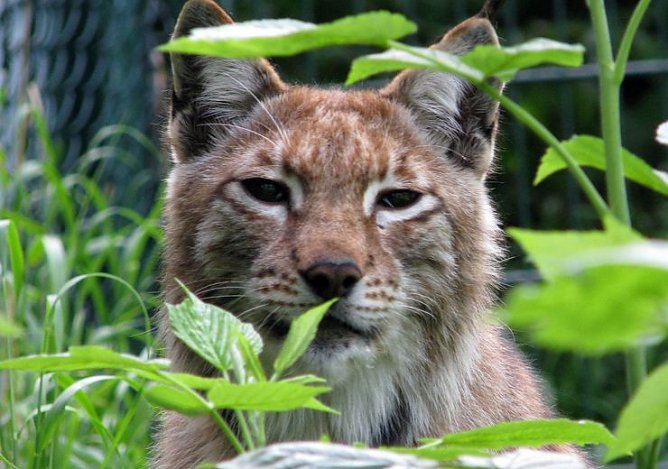 Luchs (Foto: privat) Luchs (Foto: privat)