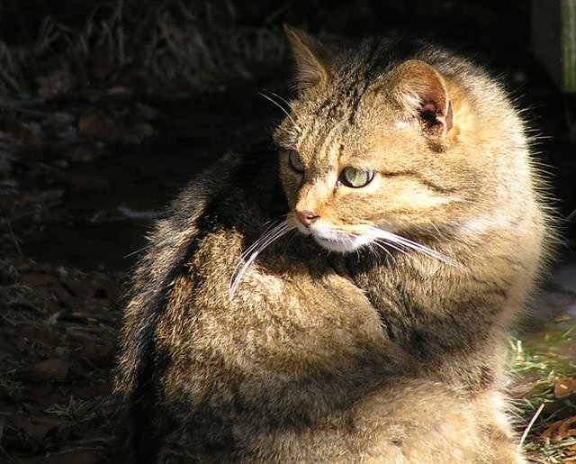 Wildkatze (Foto: Dörfer) Wildkatze (Foto: Dörfer)
