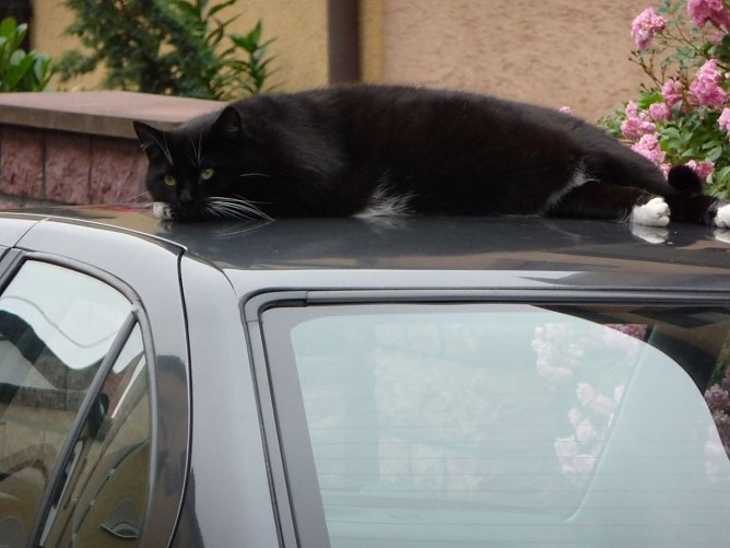Katze auf dem Dach (Foto: privat)