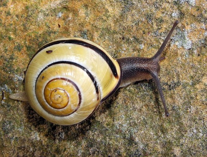 Schnecken entdecken (Foto: W. Wimmer) Schnecken entdecken (Foto: W. Wimmer)