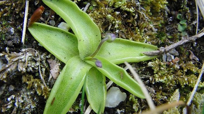 Opfer des Menschen (Foto: B. Schwarzberg)