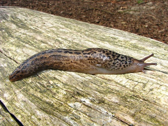 Schnecken entdecken (Foto: W. Wimmer)