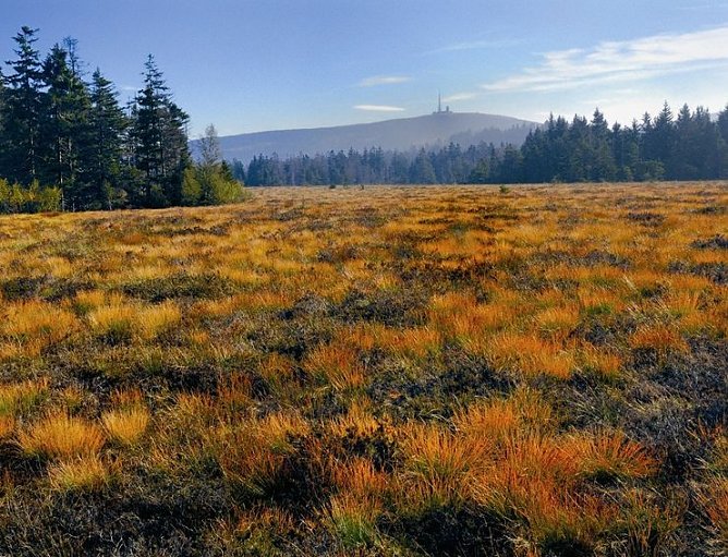 Hochmoore (Foto: A. Maywald) Hochmoore (Foto: A. Maywald)