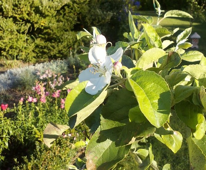 Apfelblüte im Herbst (Foto: privat) Apfelblüte im Herbst (Foto: privat)