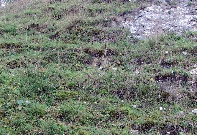 Bitterer Enzian (Foto: B. Schwarzberg)