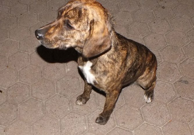 H&uuml;ndin (Foto: Thomas Gelbke)