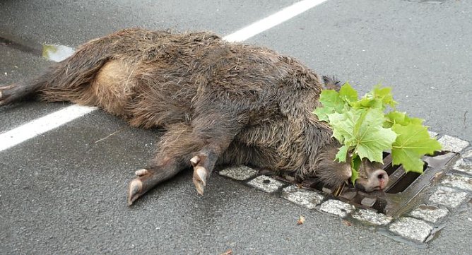 Opfer eines Unfalls (Foto: nnz) Opfer eines Unfalls (Foto: nnz)