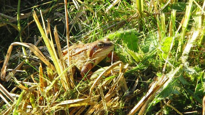 Pflegearbeiten (Foto: B. Schwarzberg)