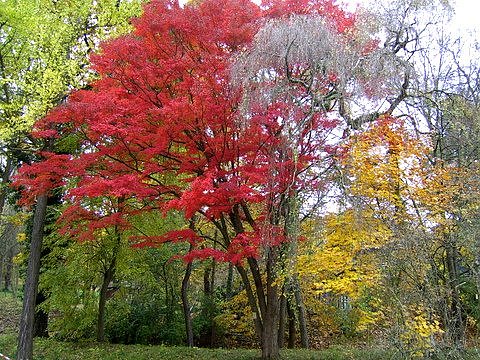 Herbst in Hohenrode (Foto: privat)