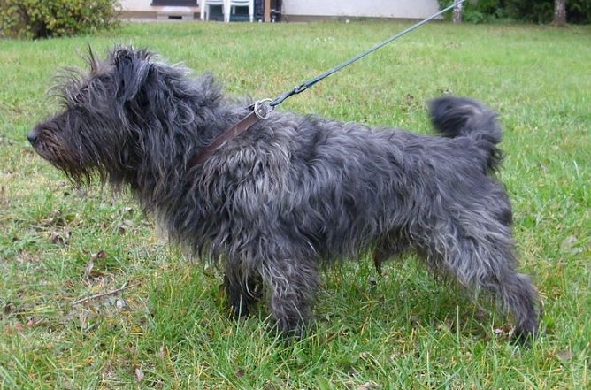 Benny (Foto: C. Knust) Benny (Foto: C. Knust)