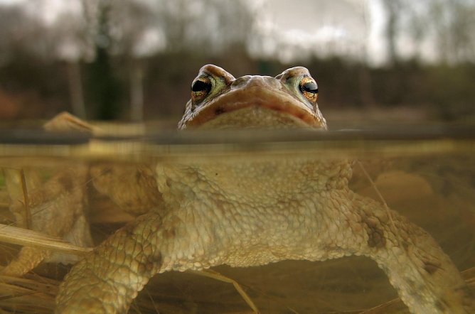 Erdkröte (Foto: M. König) Erdkröte (Foto: M. König)