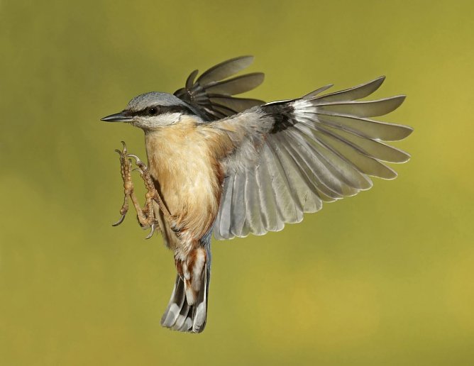 Kleiber im Flug (Foto: M. König) Kleiber im Flug (Foto: M. König)