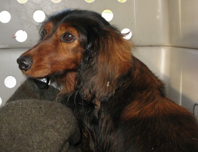 Gl&uuml;ck im Ungl&uuml;ck (Foto: Polizei)