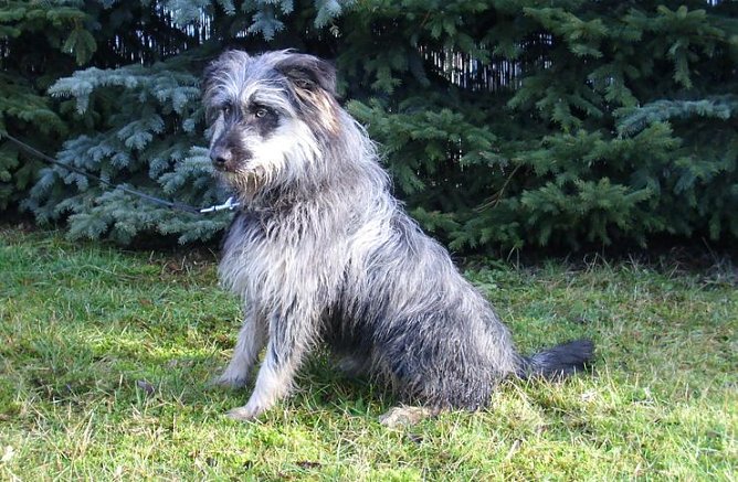 Einstein (Foto: C. Knust)