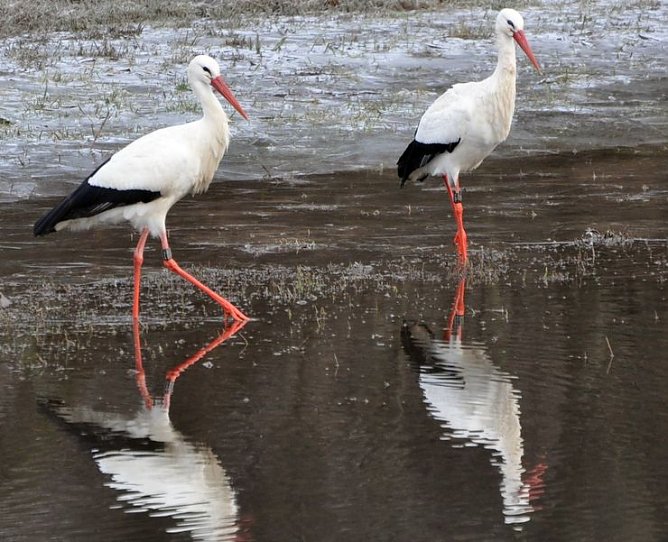 Rückkehrer (Foto: Klaus Schmidt) Rückkehrer (Foto: Klaus Schmidt)