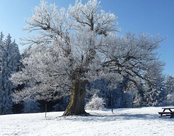 Winter im Harz (Foto: I. Theel)