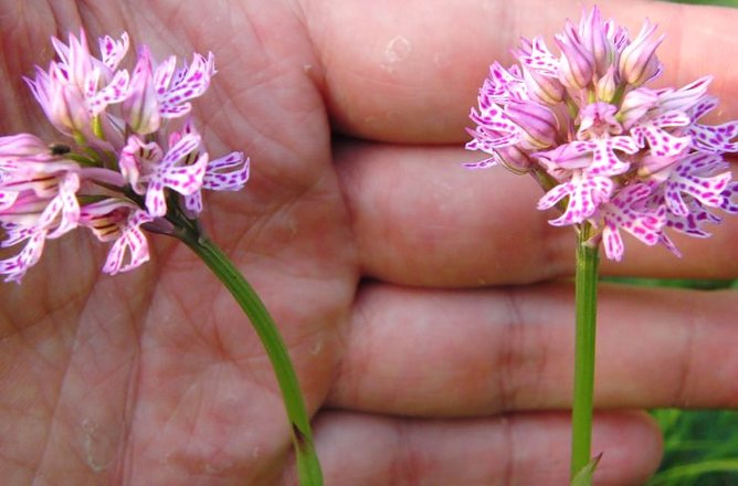 Auch das muss geschützt werden (Foto: B. Schwarzberg) Auch das muss geschützt werden (Foto: B. Schwarzberg)