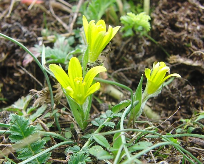 Erster Fr&uuml;hlingsbl&uuml;her (Foto: B. Schwarzberg)