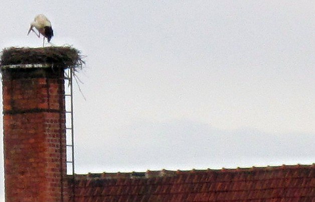 Er ist wieder da (Foto: G. Struve)