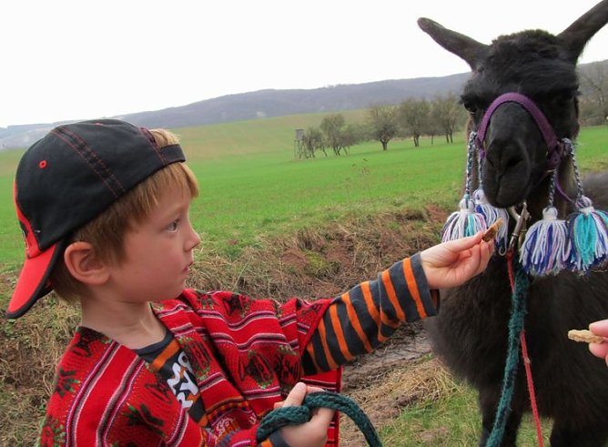 lama (Foto: lra) lama (Foto: lra)