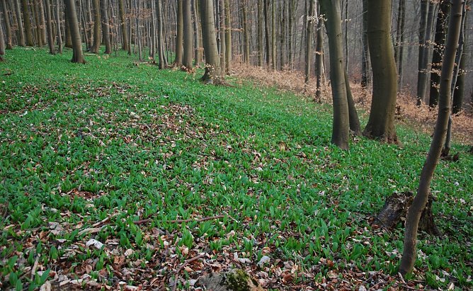 Bärlauch-Wanderung (Foto: privat) Bärlauch-Wanderung (Foto: privat)