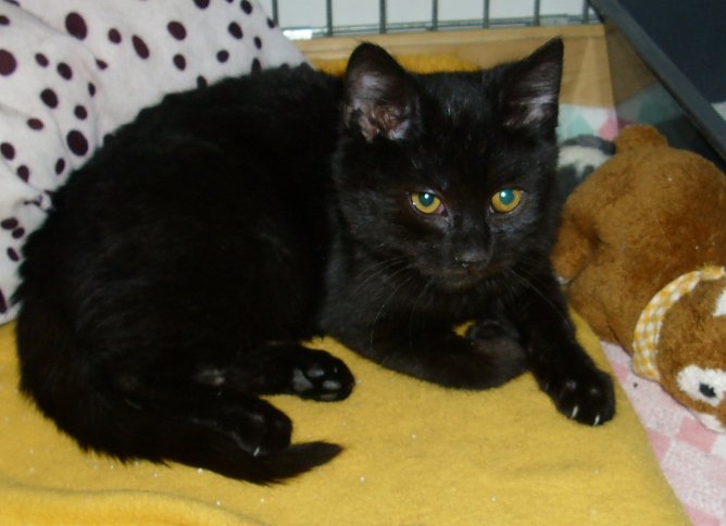 Hain (Foto: C. Knust) Hain (Foto: C. Knust)