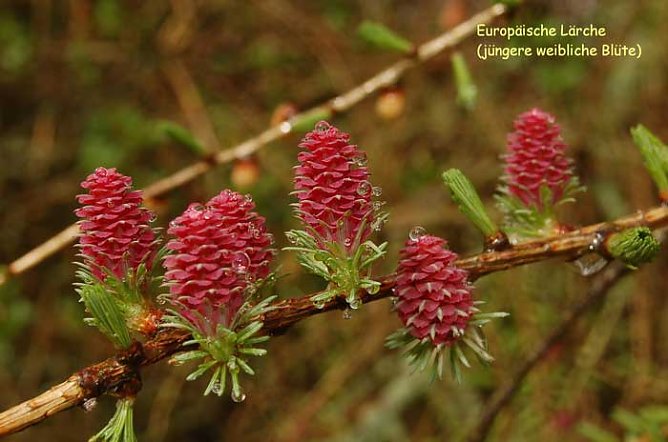 Sch&ouml;nste L&auml;rche suchen! (Foto: Forstamt Oldisleben)