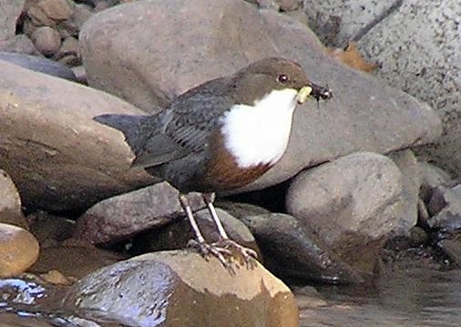 Wasseramsel (Foto: privat) Wasseramsel (Foto: privat)