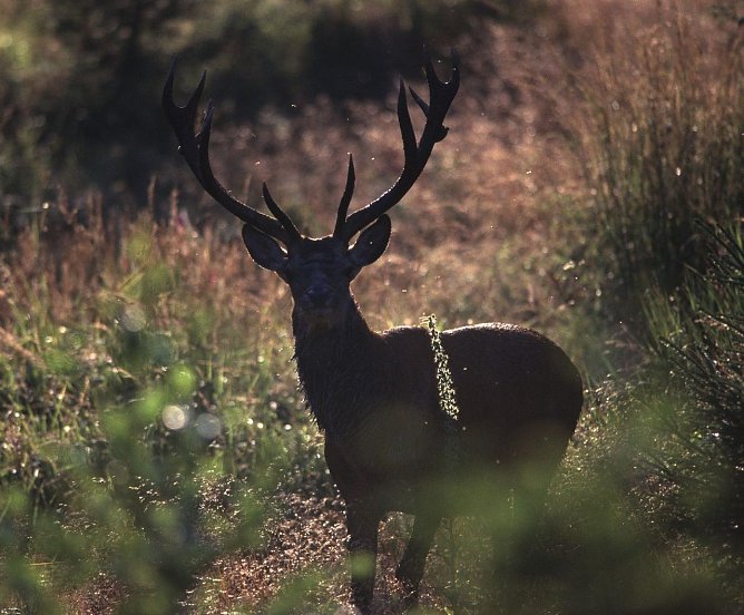 Rothirsch im Abendlicht (Foto: Nationalpark Harz)
