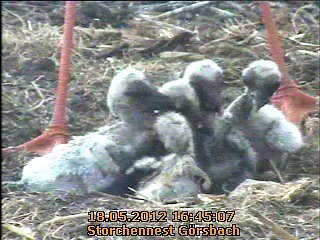 Geschl&uuml;pft (Foto: A. Rzehak)