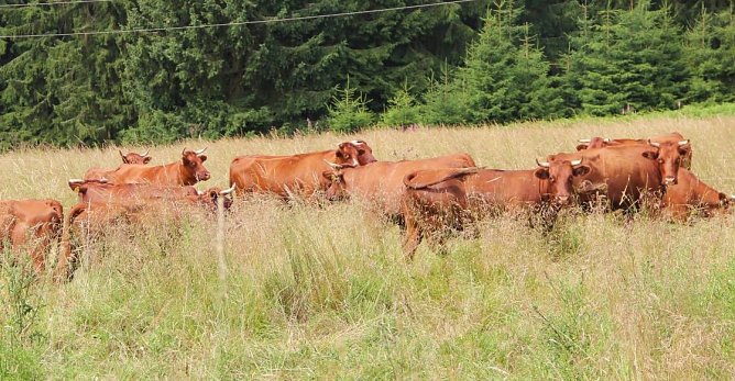 Mit der Beweidung begonnen (Foto: M. Bollmann)