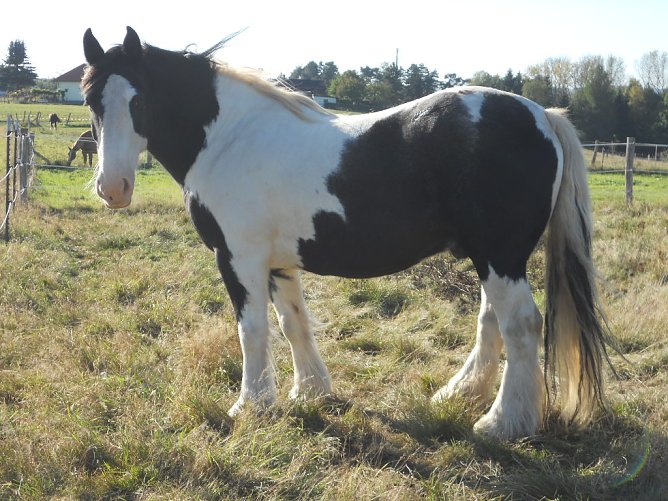 Haben am Sonntag ihren gro&szlig;en Auftritt (Foto: privat)