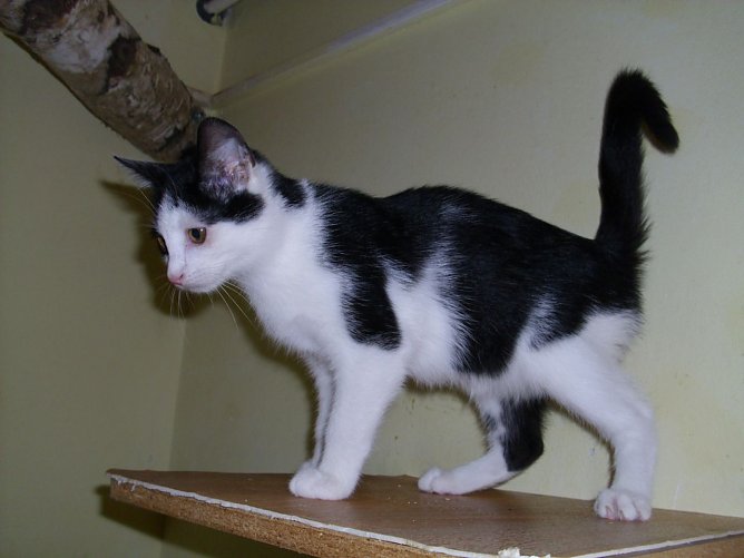 Simon (Foto: C. Knust) Simon (Foto: C. Knust)