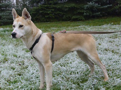 tierheim (Foto: tierheim)