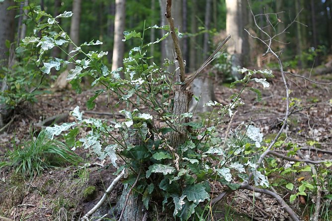 Zur&uuml;ckerobert (Foto: nnz)