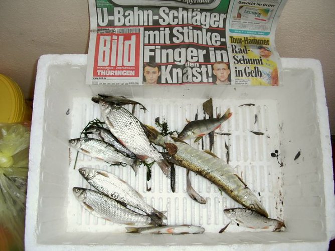 Tote Fische (Foto: Schneider) Tote Fische (Foto: Schneider)
