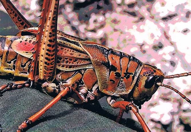 Verwandlung (Foto: Richter) Verwandlung (Foto: Richter)