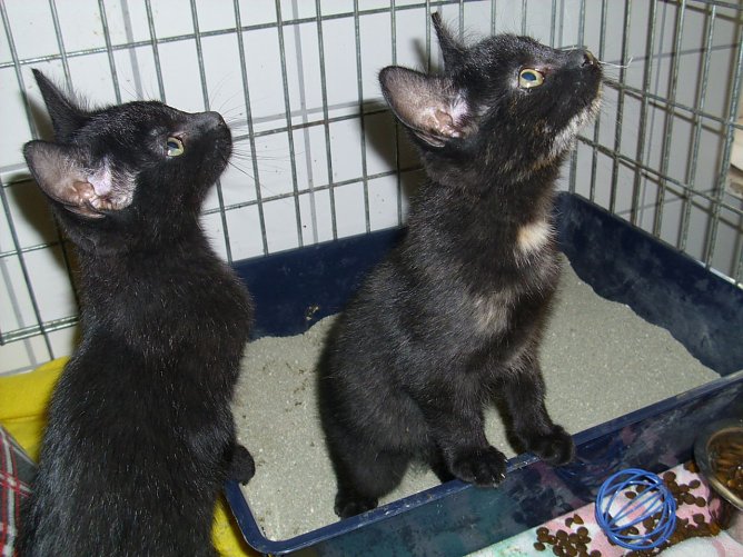 Diego und Bella (Foto: C. Knust) Diego und Bella (Foto: C. Knust)