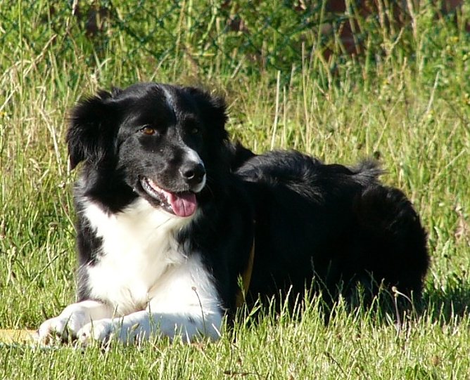 Passt dieser Hund zu mir? (Foto: VHS)